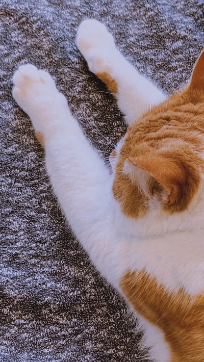 橙白相间的斑猫